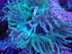 画像1: No.1 トランペットコーラル　パープルチップ　カット個体 (1)