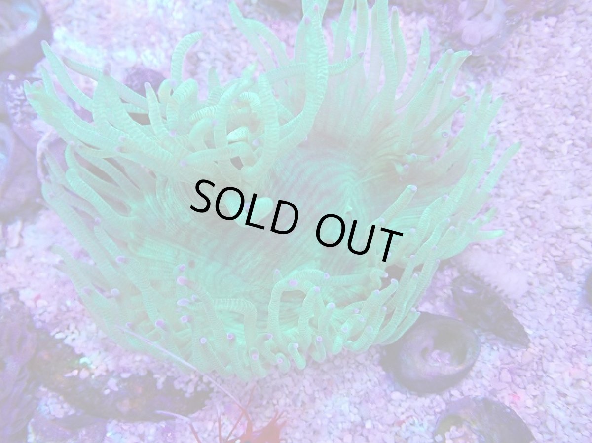 画像1: No.3 トランペットコーラル　パープルチップ　カット個体 (1)