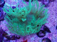 画像1: No.3 トランペットコーラル　パープルチップ　カット個体 (1)