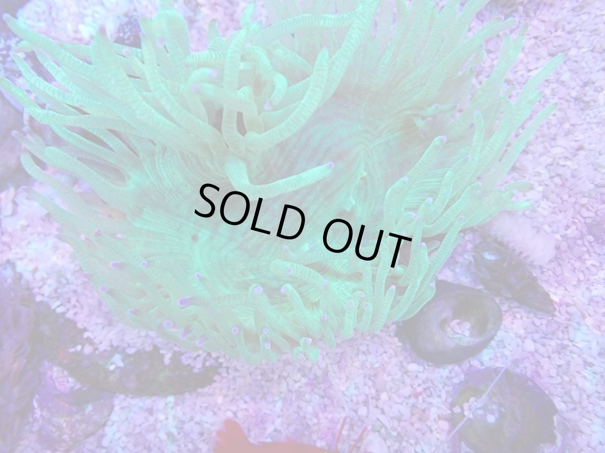 画像2: No.3 トランペットコーラル　パープルチップ　カット個体 (2)