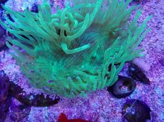 画像2: No.3 トランペットコーラル　パープルチップ　カット個体 (2)