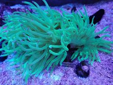 画像1: No.4 トランペットコーラル　パープルチップ　カット個体 (1)