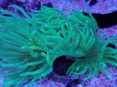 画像2: No.4 トランペットコーラル　パープルチップ　カット個体 (2)