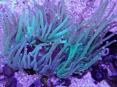 画像1: No.5 トランペットコーラル　パープルチップ　カット個体 (1)