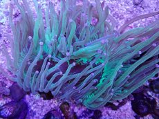 画像2: No.5 トランペットコーラル　パープルチップ　カット個体 (2)