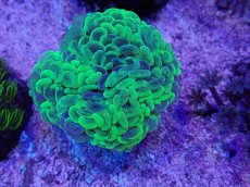 画像1: No.1 オーストラリア産 ナガレハナサンゴ　メタリックツートン (1)