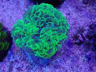 ナガレハナサンゴを買うならアクアスタイルユー｜大阪からサンゴを全国