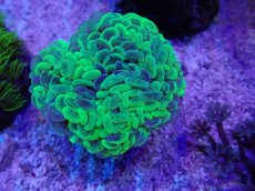 画像2: No.1 オーストラリア産 ナガレハナサンゴ　メタリックツートン (2)