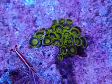 画像2: No.1 マメスナギンチャク　ゴールドラッシュ (2)