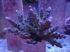 画像1: No.1 オーストラリア産 深場ミドリイシ (1)