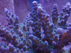 画像2: No.1 オーストラリア産 深場ミドリイシ (2)