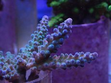 画像2: No.2 オーストラリア産 深場ミドリイシ (2)