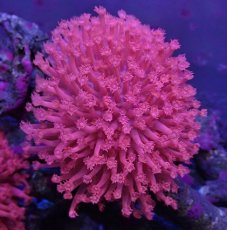 画像1: No.2 トンガ産 ハナガササンゴ　レッド　Lsize (1)