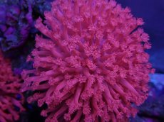 画像2: No.2 トンガ産 ハナガササンゴ　レッド　Lsize (2)