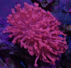 画像2: No.3 トンガ産 ハナガササンゴ　レッド　Lsize (2)