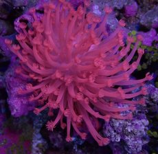 画像2: No.4 トンガ産 ハナガササンゴ　レッド　Lsize (2)