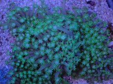 画像2: No.8 ハナガササンゴ　グリーン (2)