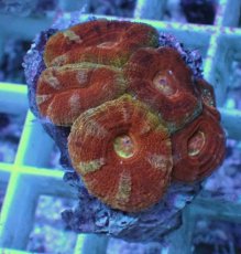 画像1: No.1 カクオオトゲキクメイシ (1)