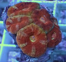 画像2: No.1 カクオオトゲキクメイシ (2)