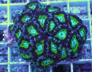 No.3 カクオオトゲキクメイシを買うならアクアスタイルユー 大阪の