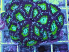 画像2: No.2 カクオオトゲキクメイシ (2)