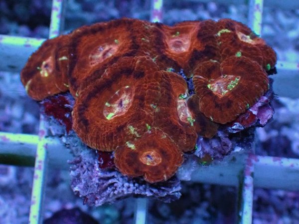 No.3 カクオオトゲキクメイシを買うならアクアスタイルユー 大阪の