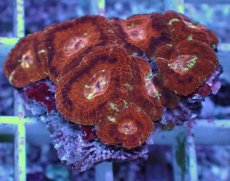 画像2: No.3 カクオオトゲキクメイシ (2)