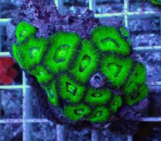 画像1: No.4 カクオオトゲキクメイシ (1)