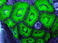 画像2: No.4 カクオオトゲキクメイシ (2)