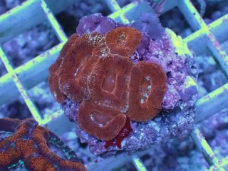 No.7 カクオオトゲキクメイシを買うならアクアスタイルユー 大阪の