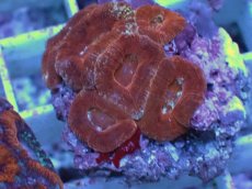 画像2: No.6 カクオオトゲキクメイシ (2)