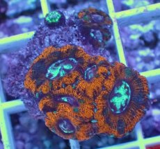 画像1: No.7 カクオオトゲキクメイシ (1)