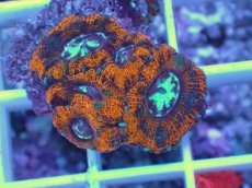 画像2: No.7 カクオオトゲキクメイシ (2)