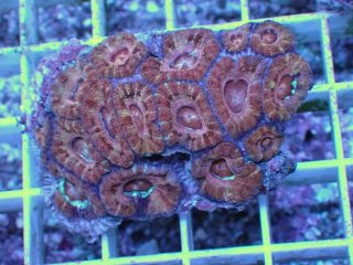 No.8 カクオオトゲキクメイシを買うならアクアスタイルユー 大阪の