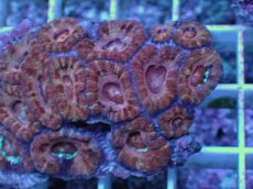 画像2: No.8 カクオオトゲキクメイシ (2)