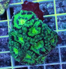 画像1: No.9 カクオオトゲキクメイシ (1)