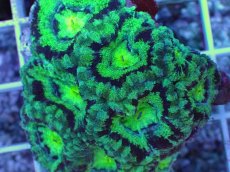 画像2: No.9 カクオオトゲキクメイシ (2)