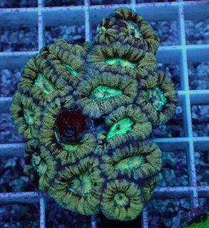 LPSドキドキ!! 3つセット を買うならアクアスタイルユー 海水魚 サンゴ