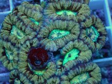 画像2: No.10 カクオオトゲキクメイシ (2)