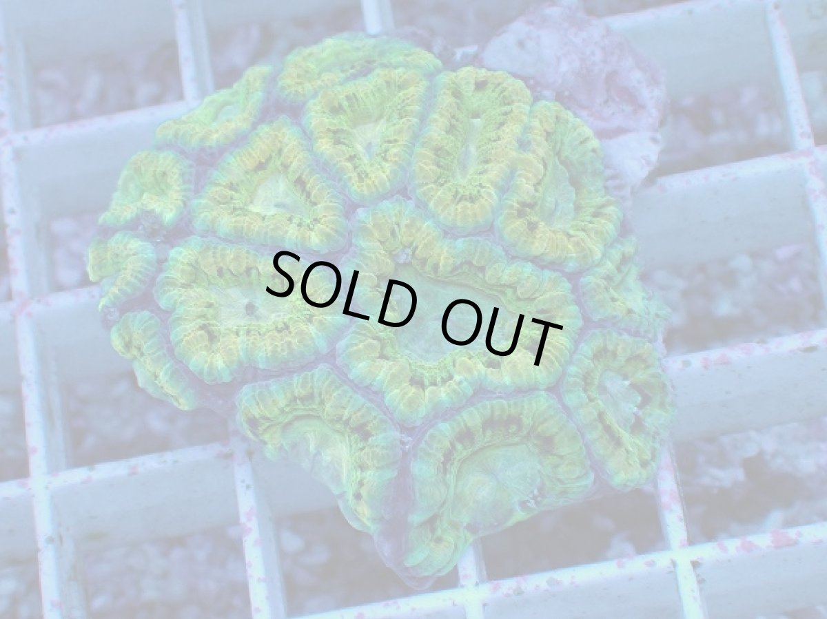 画像1: No.11 カクオオトゲキクメイシ (1)