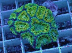 画像1: No.11 カクオオトゲキクメイシ (1)