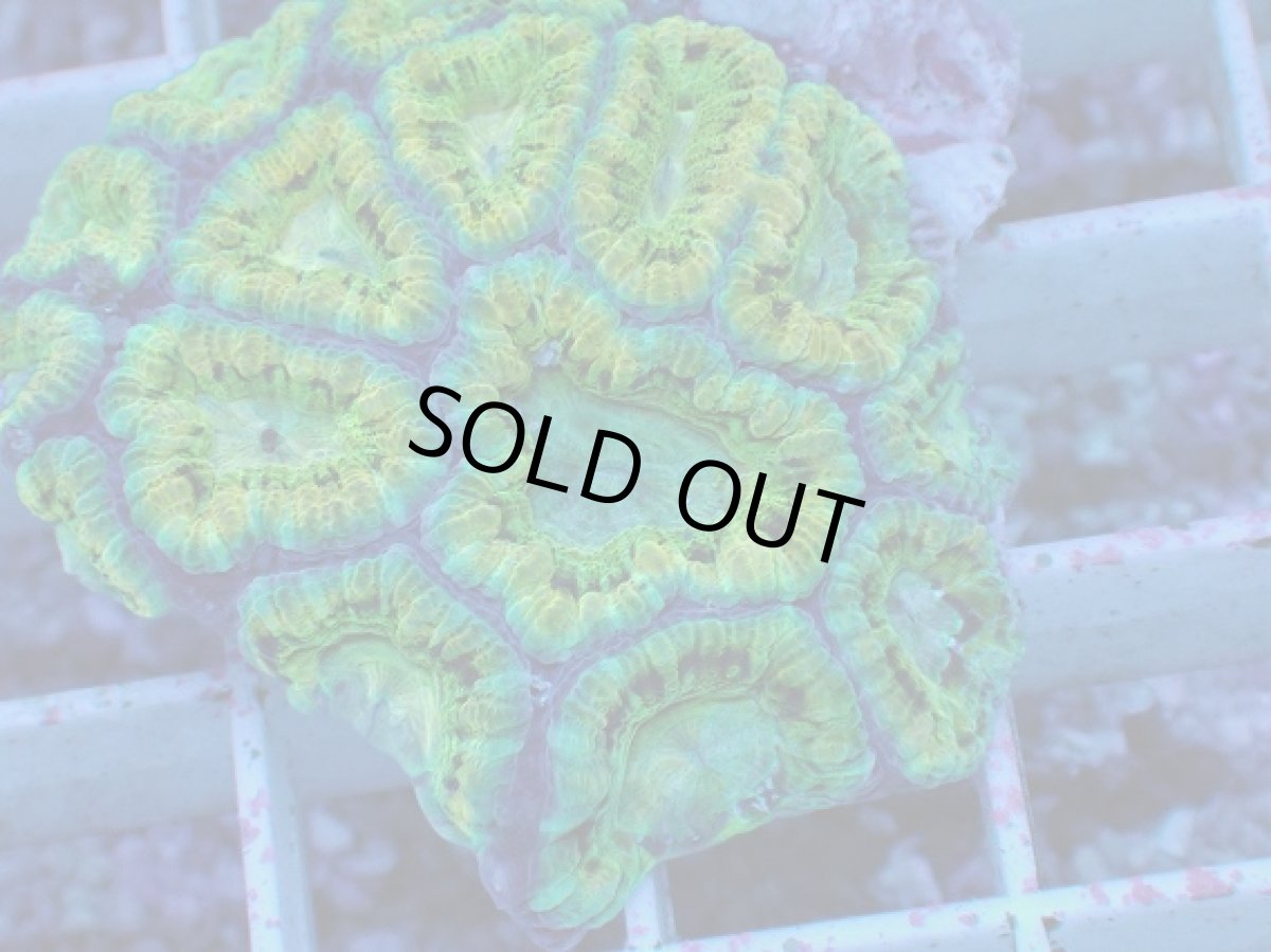 画像2: No.11 カクオオトゲキクメイシ (2)