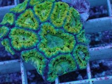 画像2: No.11 カクオオトゲキクメイシ (2)