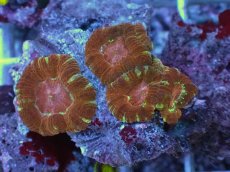 画像1: No.12 カクオオトゲキクメイシ (1)