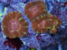 画像2: No.12 カクオオトゲキクメイシ (2)