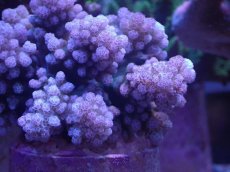 画像2: No.14 ハナヤサイサンゴ　ピンク (2)