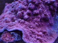 画像2: No.15 コモンサンゴsp　レッド (2)