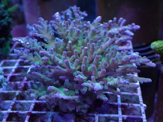 SPS 7種類 サンゴ SPS全品 - AQUASTYLE YOU（アクアスタイルユー）