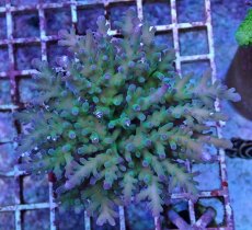 画像2: No.18 深場ミドリイシ (2)