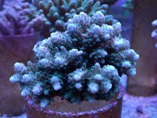 画像1: No.20 浅場ミドリイシ (1)